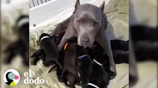 Pittie embarazada rescatada de una cadena tiene 13 cachorros | Puro Pitbull | El Dodo