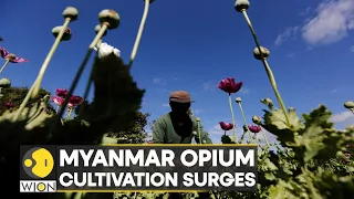 Myanmar: Opium cultivation surges, UN report says surge under military rule | World News | WION