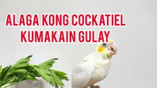 ALAGA KONG COCKATIEL KUMAKAIN NG GULAY#cockatielbirds#cockatieleatingvegetables