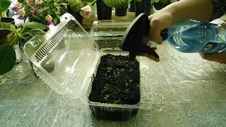 🌱Посев Гвоздики с кипятком и результат . Всё нормально . 🌱How to plant carnation seeds