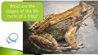 Frog Lifecycle | Animal Science for Kids | Hands-On Education