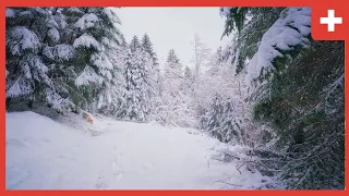 Walking in a snowy forest I Switzerland I 4K I 2022