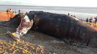 Whale ashore. Pacific gulf. Alaska./ Кит на берегу. Тихоокеанский залив. Аляска.