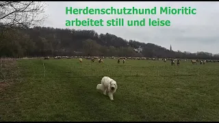 Herdenschutzhund /Mioritic Körpersprache / Schafe