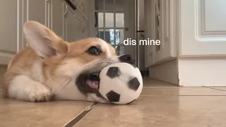 playful corgi puppy (pt 1)