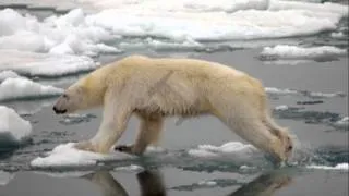 Polar Bear Cannibalism.wmv