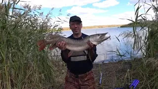 Вот эта рыбалка , такой поклевки я не ожидал. Селетинское водохранилище !