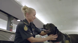 A Day in the Life of Airport Detector Dogs