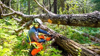 Chainsaw Milling Aspen Roof Sheathing (and Other Outdoor Chores.) #46