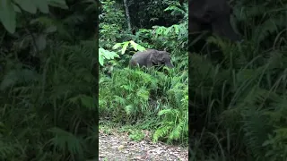 Bornean pigmy elephant In Danum Valley conservation area