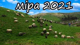 Вихід на полонину. Міра 2021