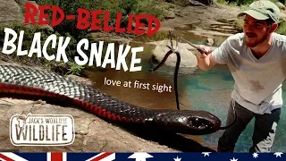 Hooking a VENOMOUS Red-bellied Black Snake!