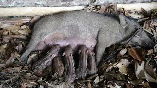 Make nest for wild boars prepare give birth, The first herd of pigs was born in the night heavy rain