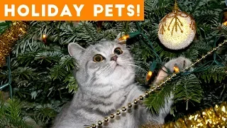 Cutest Holiday Pets Compilation 2018 | Funny Pet Videos