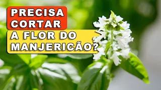 A VERDADE: É para cortar a flor do manjericão ou não? VEJA A EXPLICAÇÃO