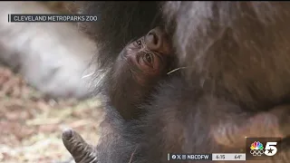 Baby gorilla still in North Texas