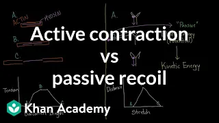 Active contraction vs. passive recoil | Circulatory system physiology | NCLEX-RN | Khan Academy