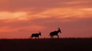 Animals running sunset in the world