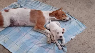 Even Though The Mother Dog Was Injured, Her Little Puppy Was always Next To Comfort And Give Strengt