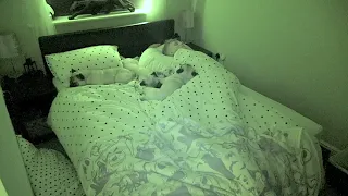 Sleeping With 3 Pugs!