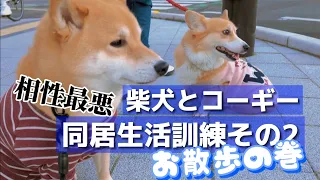 相性最悪な柴犬とコーギーの同居生活訓練【お散歩の巻】