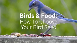 Birds & Food: How to Choose Your Bird Seed