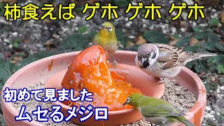 植木鉢でバードフィーダー（野鳥の餌台）カキ編～メジロ/ジョウビタキ/ヒヨドリ/スズメ