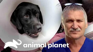 Cachorra se recupera después de ser arrollada por un auto | Dr. Jeff, Veterinario | Animal Planet