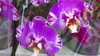 Новый завоз орхидей у Олега!!!!Есть на что полюбоваться!