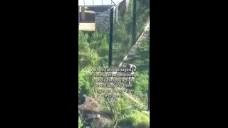 Five lions escape enclosure at Taronga Zoo