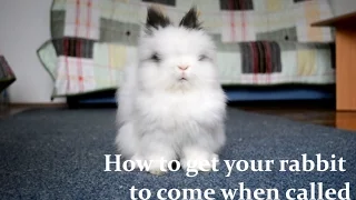 How to get your rabbit to come when called