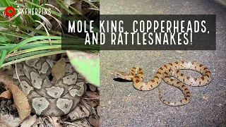 Incredible Georgia Herping! Baby Mole Kingsnake, and over 40 Rattlesnakes, Copperheads, and Garters!