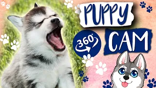 Alaskan Klee Kai Puppies VR Experience (360 Video)