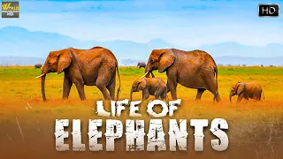 सबसे शक्तिशाली और सबसे ज्यादा चलने वाला जानवर हाथी कि असली दुनिया  | Life Of Elephants