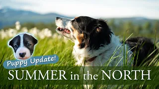 DAILY LIFE in the NORTH | SUMMERTIME with SIBERIAN HUSKY PUPPIES, 50 HUSKIES AND 2 BORDER COLLIES