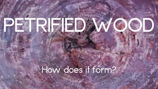 How petrified wood forms