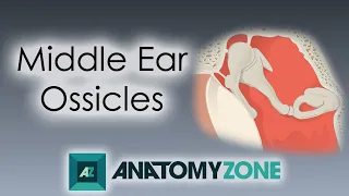 Ossicles of the Middle Ear | Anatomy Tutorial