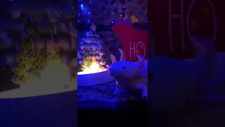 #christmas #happynewyear #animals #axolotl #аксолотль