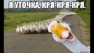 Я уточка , я в луже !!! ахаха