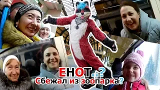 Енот..? Сбежал из зоопарка? | Raccoon..? Escaped from the Zoo?