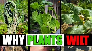 Why Plants Wilt And Can They Be Saved? - Garden Quickie Episode 77