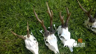 Roebuck hunting in Poland / Chasse au chevreuil en Pologne (prohunt.eu)