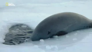 National Geographic  Дикая Антарктида    Wild Antarctica 2015 1080