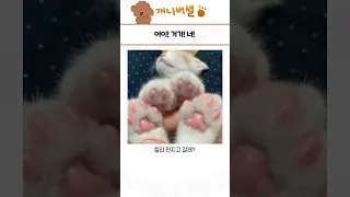 심쿵사 가능한 귀여운 동물 모음 17탄