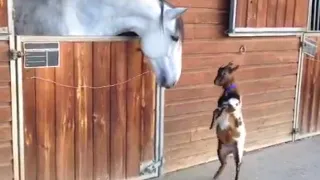 Baby Goat Meets Horse | Animal Best Friends
