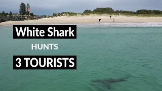 WHITE SHARK HUNTS 3 TOURISTS - Shark Drone Footage