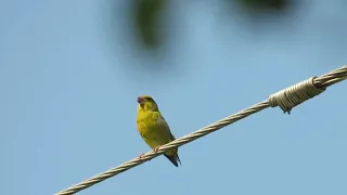 European greenfinch (Зеленушка обыкновенная)