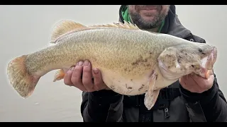 Lake Charlegrark Murray Cod on Bardi grub with Aniseed scent