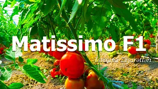 SEMINIS MATISSIMO F1 İSTİXANA ZİYARƏTLERİ #1