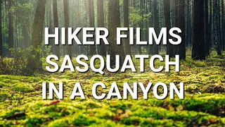 HIKER FILMS SASQUATCH IN A CANYON